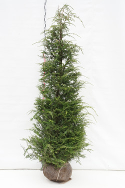 Cūga kanadinė (Lot Tsuga canadensis)  200-225 CM RB EXTRA