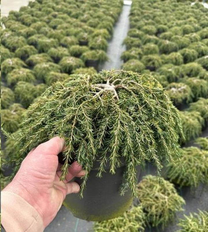 Cūga kanadinė (Lot Tsuga can.) 'Cole's Prostrate' C7,5/P26 30-40 CM | CŪGOS | SPYGLIUOČIAI