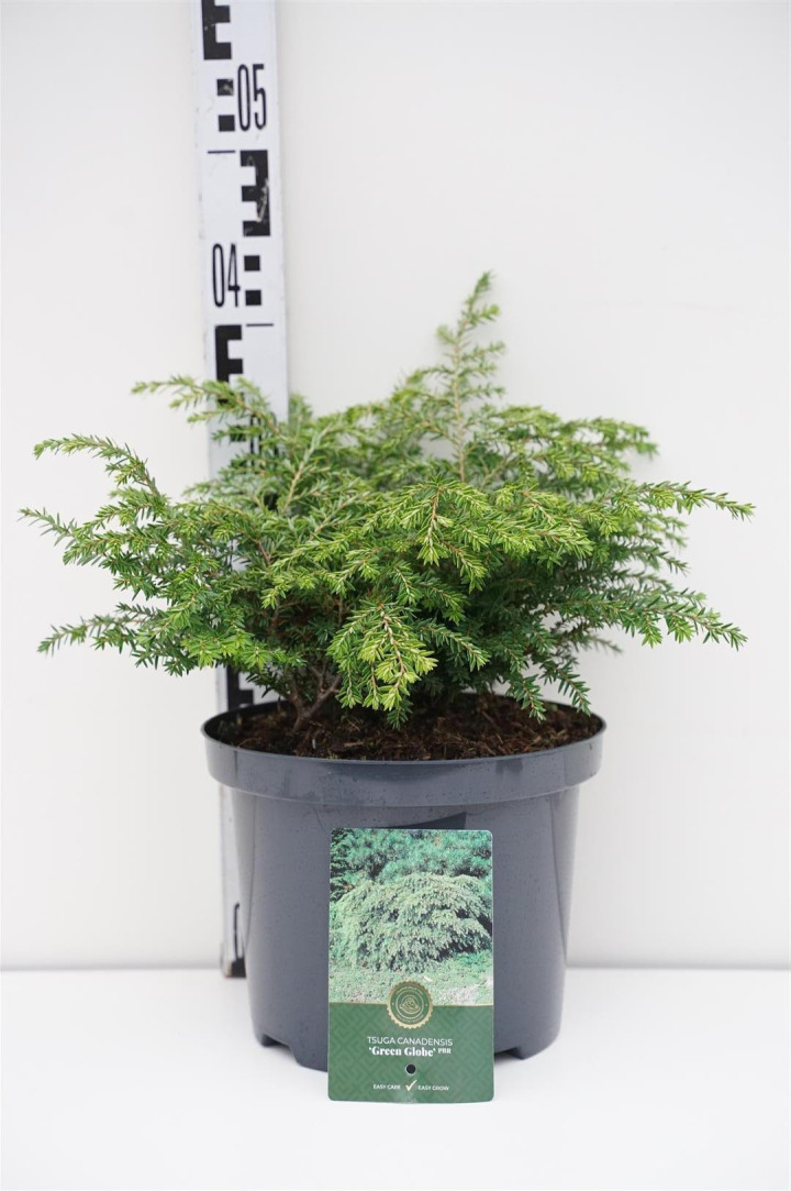 Cūga kanadinė (Lot Tsuga can.) 'Green Globe' C5/P23 25-30 CM
