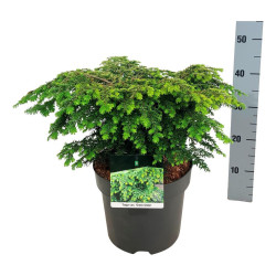 Cūga kanadinė (Lot Tsuga can.) 'Green Globe' C7,5/P26 40-50 CM | CŪGOS | SPYGLIUOČIAI