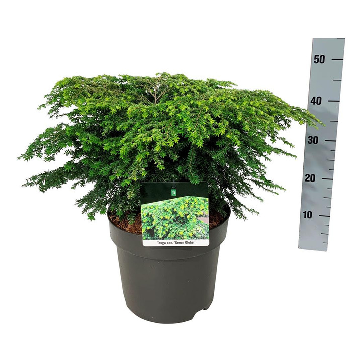Cūga kanadinė (Lot Tsuga can.) 'Green Globe' C7,5/P26 50-60 CM