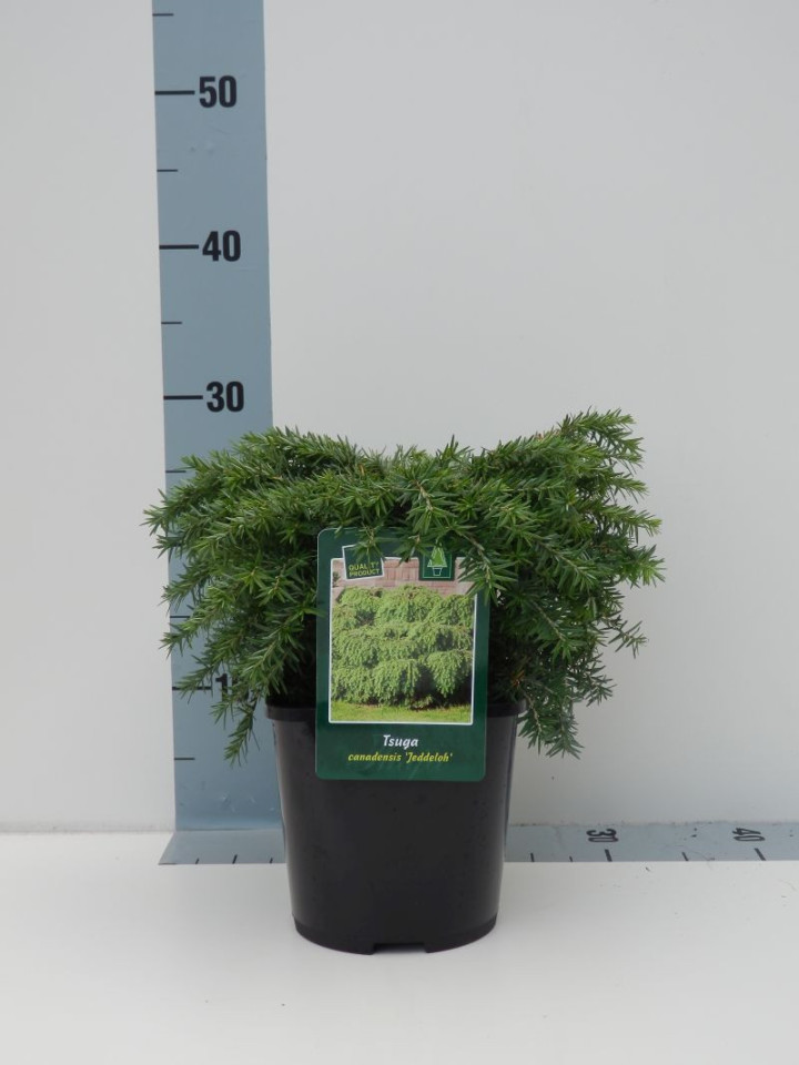 Cūga kanadinė (Lot Tsuga can.) 'Jeddeloh' C2/P17 15-20 CM