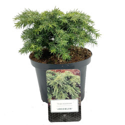 Cūga kanadinė (Lot Tsuga can.) 'Jeddeloh' C2,5/P18 15-20 CM