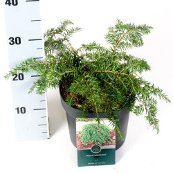 Cūga kanadinė (Lot Tsuga can.) 'Jeddeloh' C2,5/P18 20-25 CM
