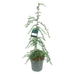 Cūga kanadinė (Lot Tsuga can.) 'Pendula' C5/P23 80-100 CM