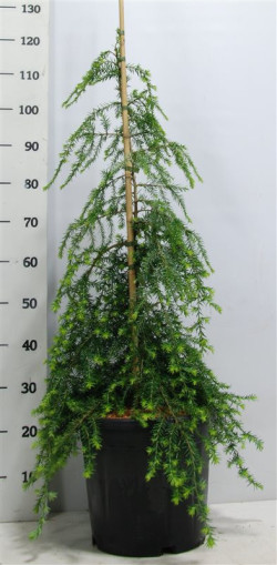 Cūga kanadinė (Lot Tsuga can.) 'Pendula' C18 100-125 CM