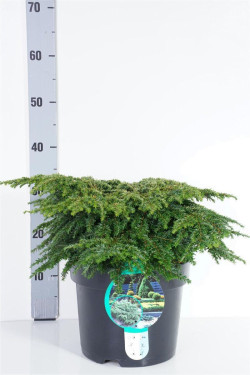 Cūga kanadinė (Lot Tsuga can.) 'Popeleski' C7,5/P26 30-40 CM