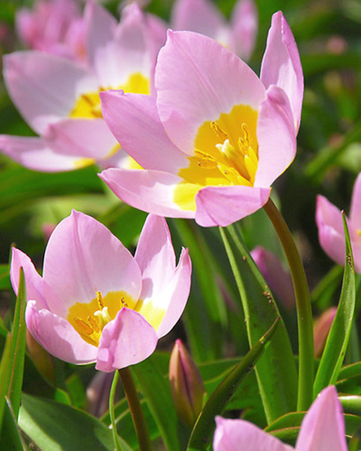 Tulpės (Lot Tulipa) 'Bakeri Lilac Wonder' SVOGUNĖLIAI 50 VNT