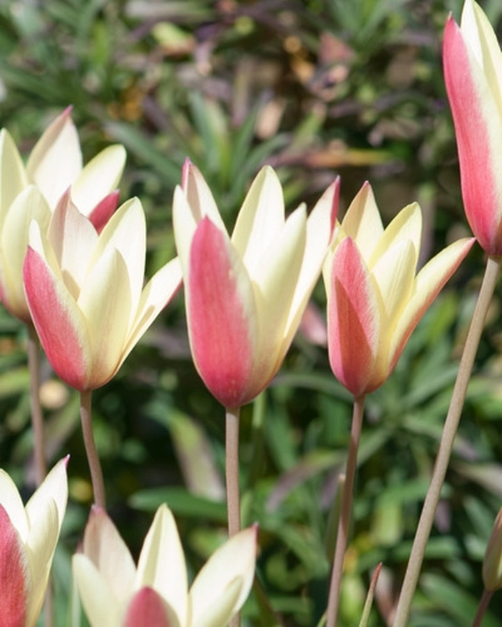 Botaninė tulpė (Lot Tulipa clusiana) 'Cynthia' SVOGUNĖLIAI 50 VNT
