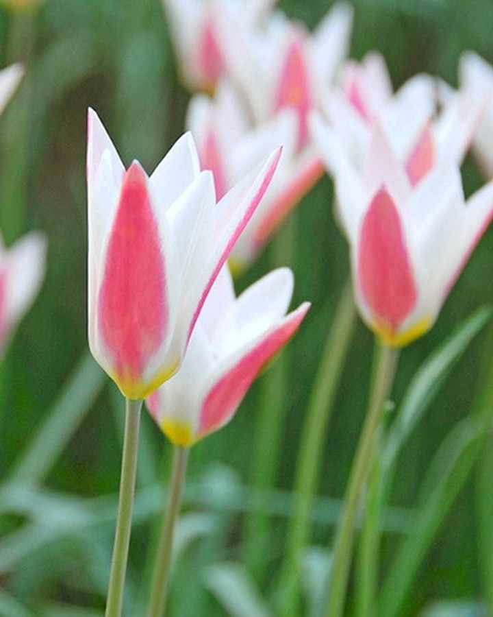 Botaninė tulpė (Lot Tulipa clusiana) 'Peppermintstick' SVOGUNĖLIAI 50 VNT