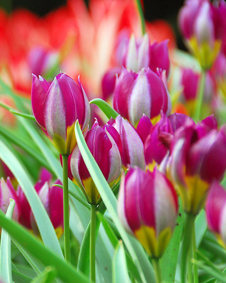 Žemoji - mažoji tulpė (Lot Tulipa humilis) 'Persian Pearl' SVOGUNĖLIAI 50 VNT