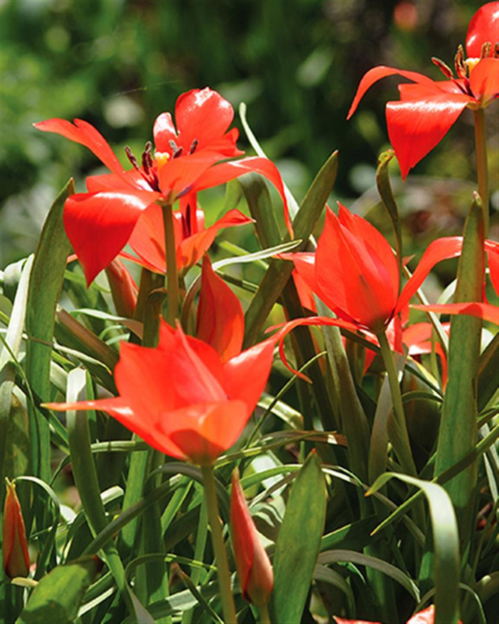 Tulpės (Lot Tulipa) 'Linifolia' SVOGUNĖLIAI 50 VNT