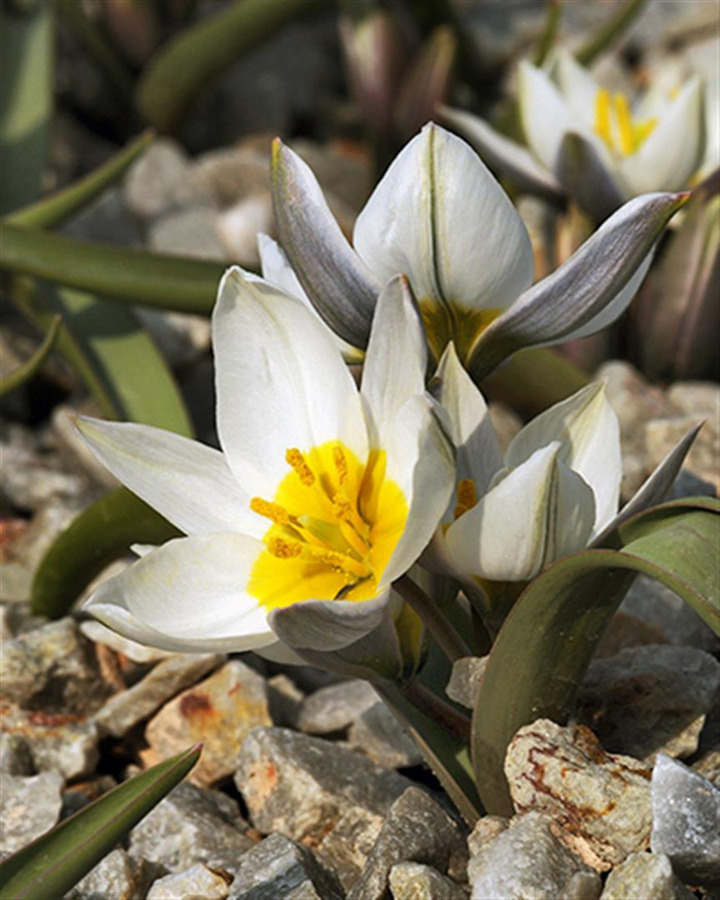 Tulpės (Lot Tulipa) 'Polychroma' SVOGUNĖLIAI 50 VNT