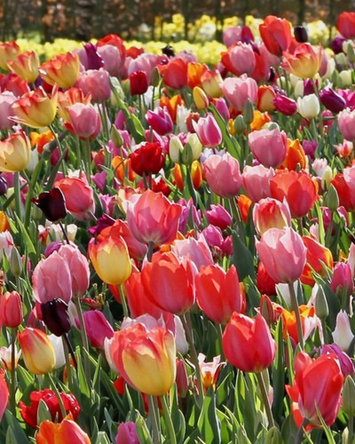 Triumfo tulpės (Lot Tulipa Triumph)  SVOGUNĖLIAI 100 VNT