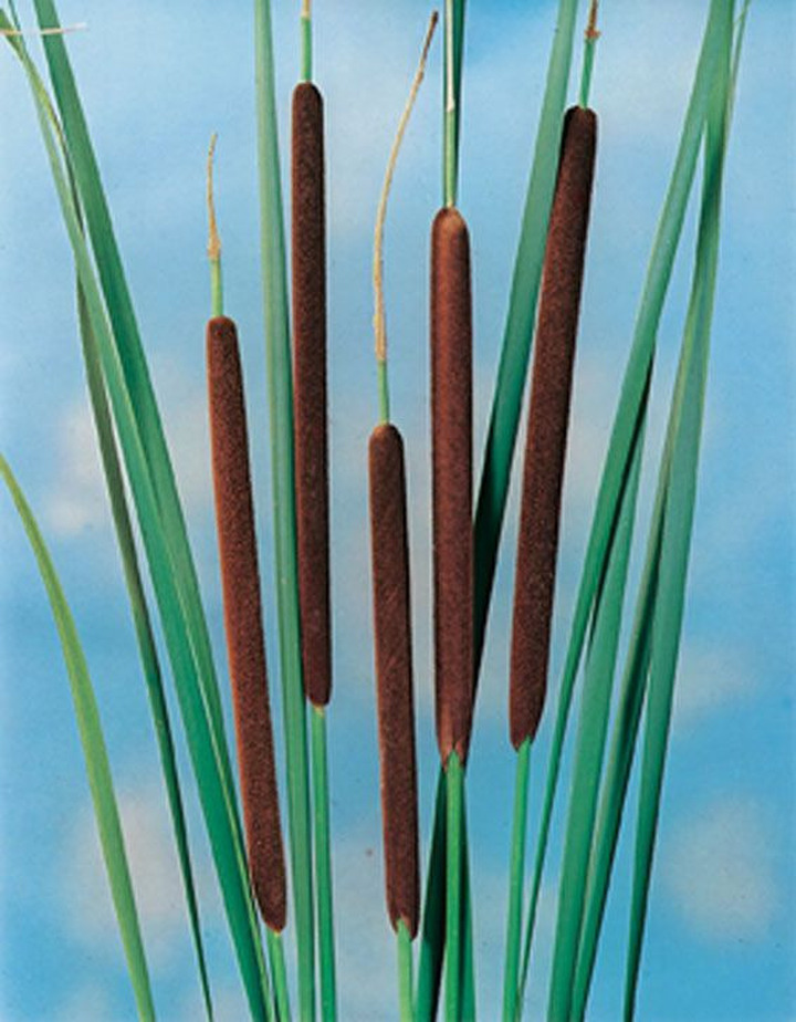 Siauralapis švendras (Lot Typha angustifolia)  P9 VANDENS AUGALAS