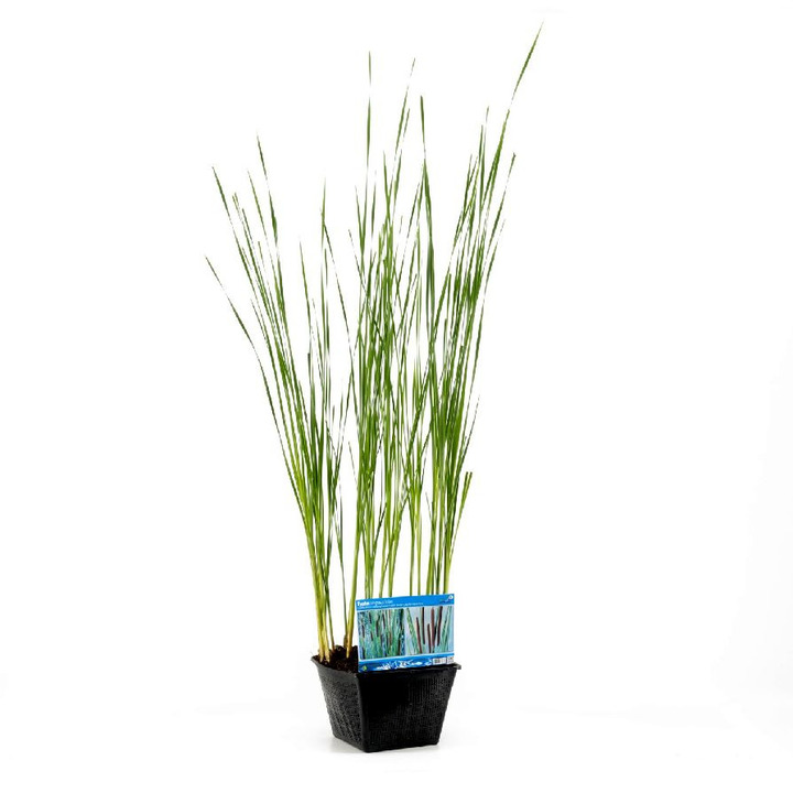 Siauralapis švendras (Lot Typha angustifolia)  PONDBASKET 28X28 CM