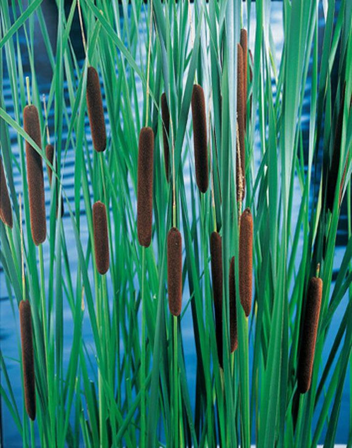 Švendras nykštukinis  (Lot Typha laxmannii)  P9 VANDENS AUGALAS