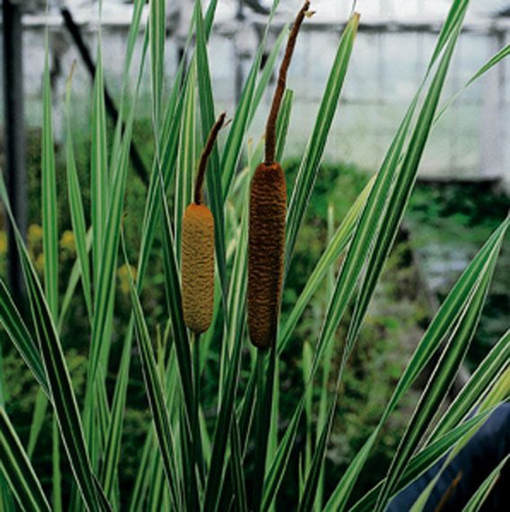 Plačialapis švendras (Lot Typha latifolia) 'Variegata' PONDBASKET 18X18 CM
