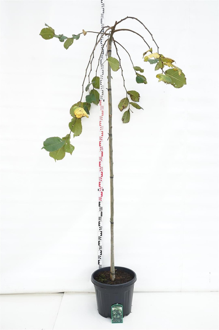 Guobos (Lot Ulmus) 'Camperdownii' C35 STIEBAS 225 CM KAMIENO APIMTIS 12-14 CM