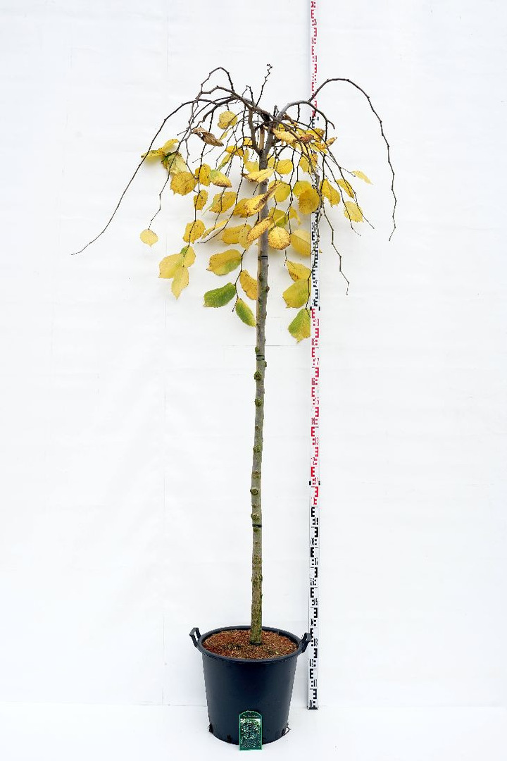 Guobos (Lot Ulmus) 'Camperdownii' C50 KOTAS 225 CMKOTO APIMTIS 12-14 CM | GUOBOS | MEDŽIAI