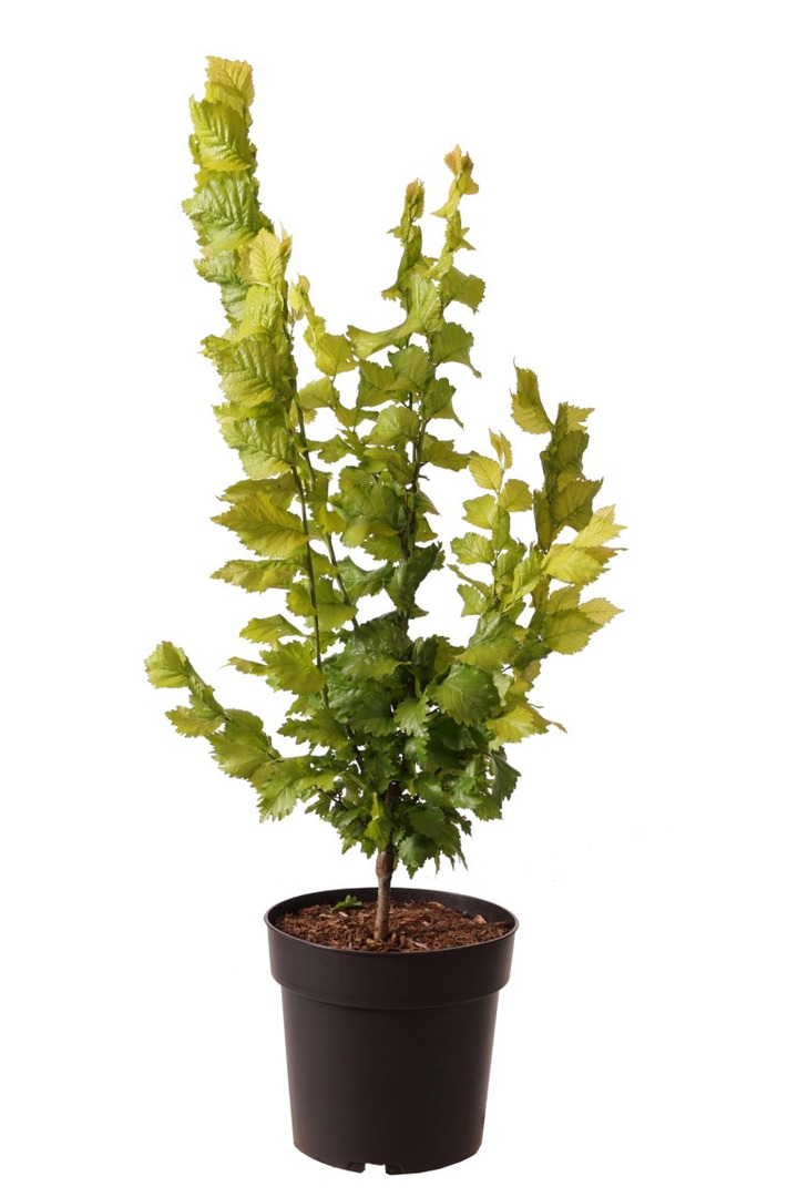 Guoba olandinė (Lot Ulmus holl.) 'Wredei' C5/P23 60-80 CM