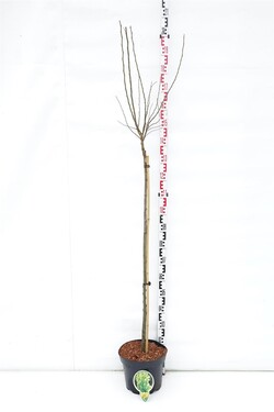 Guoba olandinė (Lot Ulmus holl.) 'Wredei' C10 KOTAS 120 CM | GUOBOS | MEDŽIAI