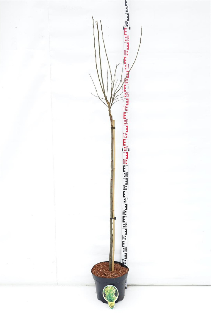 Guoba olandinė (Lot Ulmus holl.) 'Wredei' C10 KOTAS 120 CM | GUOBOS | MEDŽIAI