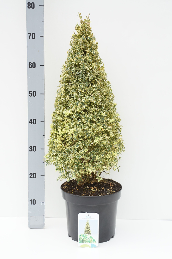 Guoba olandinė (Lot Ulmus holl.) 'Wredei' C25 KAMIENO APIMTIS 6-8 CM