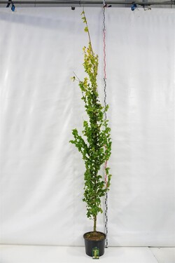 Guoba olandinė (Lot Ulmus holl.) 'Wredei' C25 KOTO APIMTIS 8-10 CM | GUOBOS | MEDŽIAI
