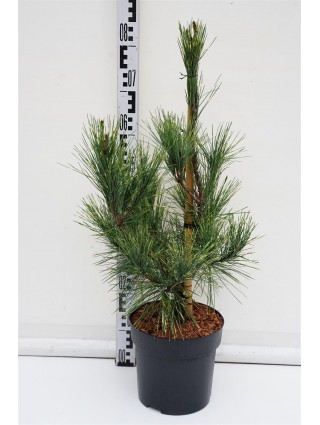 Pušis Gausiažiedė (Lot Pinus Densiflora) 'Oculus-draconis' C6.