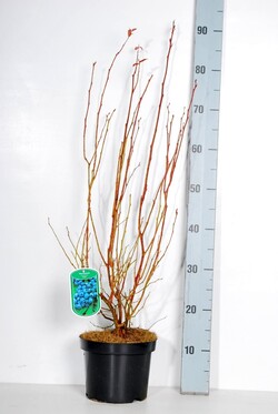 Šilauogė aukštoji (Lot Vaccinium cor.) 'Ama' C3/P19 40-50 CM