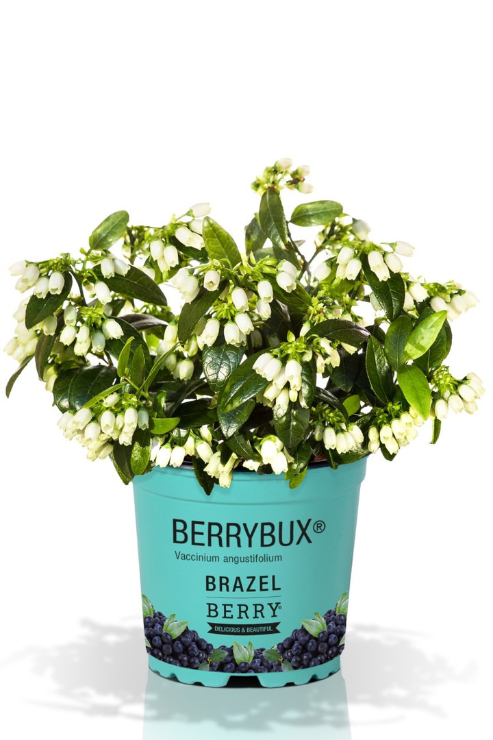 Šilauogė BrazelBerry (Lot Vaccinium BrazelBerry) 'Berry Bux' P10.5