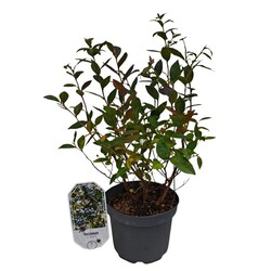 Šilauogė aukštoji (Lot Vaccinium cor.) 'Brigitta Blue' C3/P19 30-40 CM | ŠILAUOGĖS | VAISMEDŽIAI - VAISKRŪMIAI