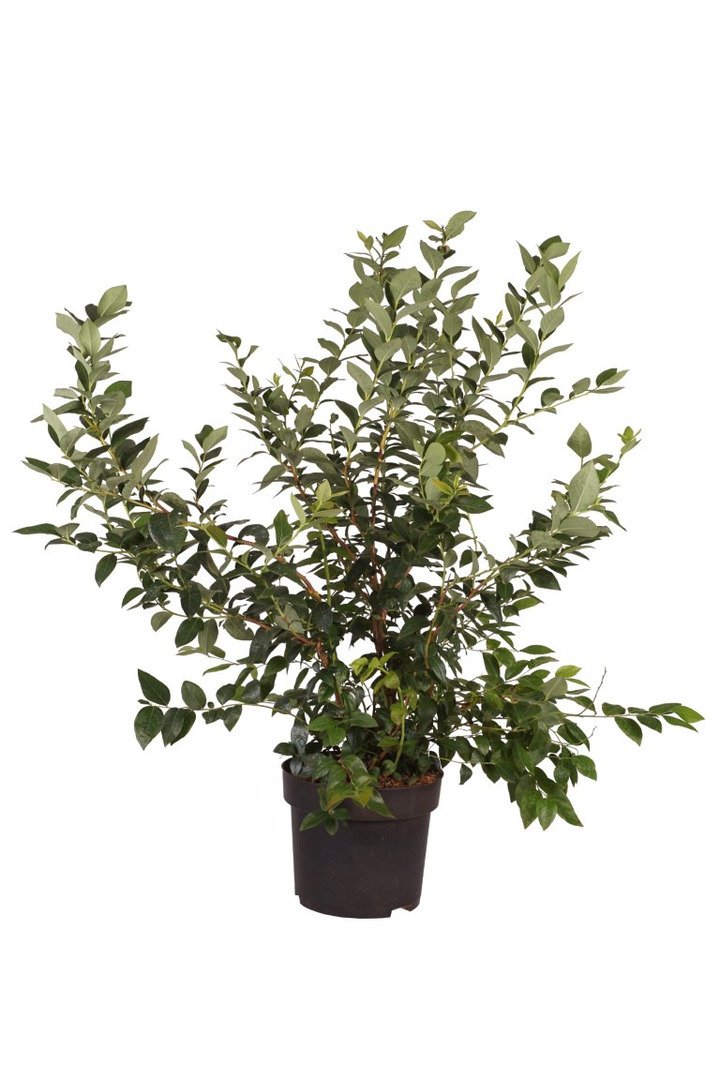 Šilauogė aukštoji (Lot Vaccinium cor.) 'Brigitta Blue' C10 80-100 CM