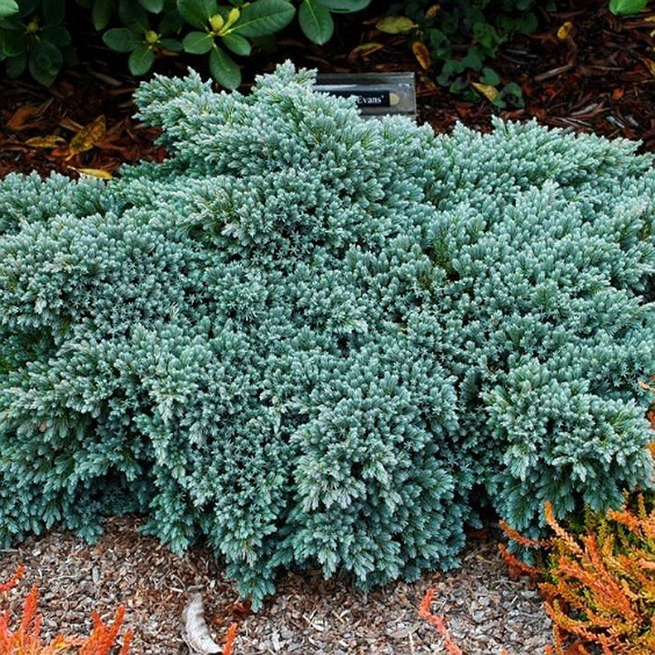 Kadagys Žvynuotasis (Lot Juniperus Squamata) BLUE STAR C3-KADAGIAI-SPYGLIUOČIAI