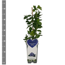 Šilauogė aukštoji (Lot Vaccinium cor.) 'Bluecrop' C2/P17 BUSH | ŠILAUOGĖS | VAISMEDŽIAI - VAISKRŪMIAI