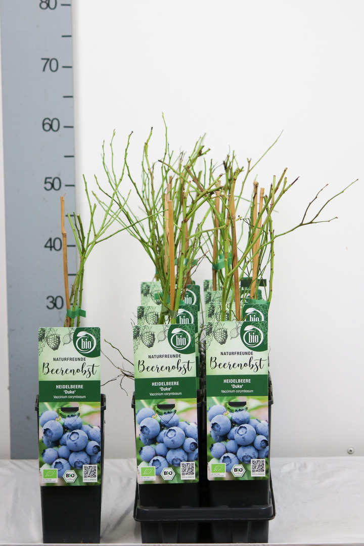 Šilauogė aukštoji (Lot Vaccinium cor.) 'Duke' C2/P17 30-35 CM | ŠILAUOGĖS | VAISMEDŽIAI - VAISKRŪMIAI