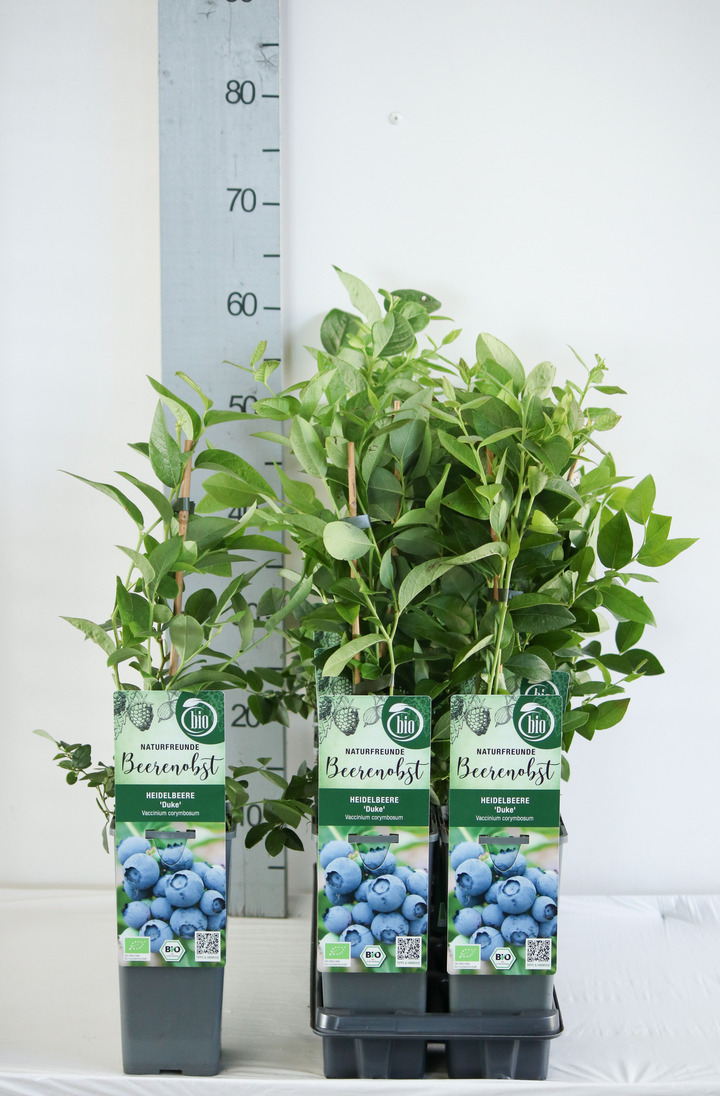 Šilauogė aukštoji (Lot Vaccinium cor.) 'Duke' C2/P17 30-35 CM | ŠILAUOGĖS | VAISMEDŽIAI - VAISKRŪMIAI