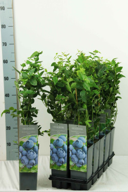 Šilauogė aukštoji (Lot Vaccinium cor.) 'Duke' C2/P17 30-40 CM