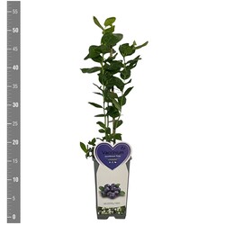 Šilauogė aukštoji (Lot Vaccinium cor.) 'Duke' C2/P17 BUSH