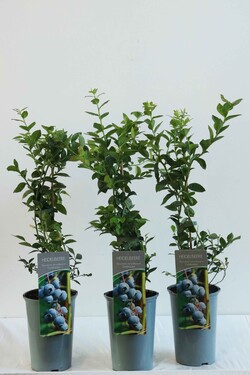 Šilauogė aukštoji (Lot Vaccinium cor.) 'Goldtraube 23' C3/P19 40-60 CM | ŠILAUOGĖS | VAISMEDŽIAI - VAISKRŪMIAI