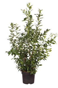 Šilauogė aukštoji (Lot Vaccinium cor.) 'Goldtraube 23' C10 80-100 CM