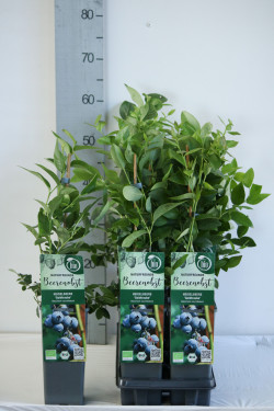 Šilauogė aukštoji (Lot Vaccinium cor.) 'Goldtraube 71' C2/P17 30-35 CM - nuotrauka 2