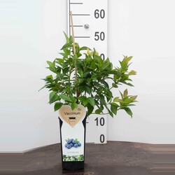 Šilauogė aukštoji (Lot Vaccinium cor.) 'Goldtraube 71' C2/P17 COLOUR POT