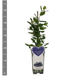 Šilauogė aukštoji (Lot Vaccinium cor.) 'Goldtraube 71' C2/P17 BUSH