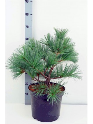 Pušis Lanksčioji (Lot Pinus flexilis) 'Pygmaea' C12 40-50CM-PUŠYS-SPYGLIUOČIAI