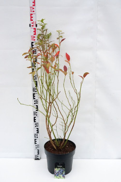 Šilauogė aukštoji (Lot Vaccinium cor.) 'Goldtraube 71' C7,5/P26 60-80 CM