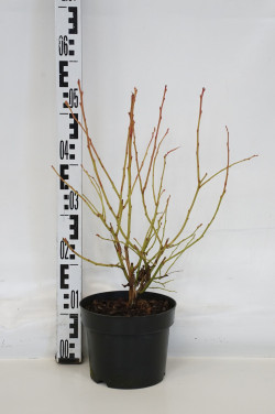Šilauogė aukštoji (Lot Vaccinium cor.) 'Jersey' C3/P19 30-40 CM