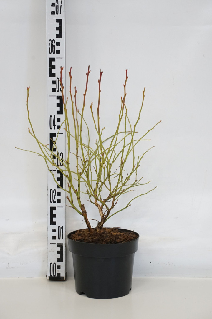 Šilauogė aukštoji (Lot Vaccinium cor.) 'Northland' C3/P19 30-40 CM