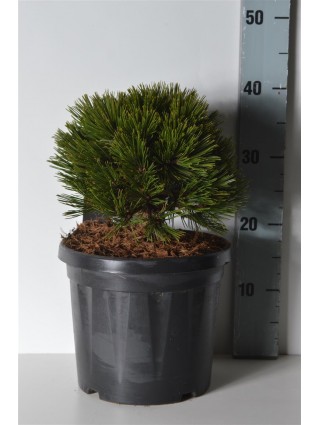 Pušis Baltažievė (Lot Pinus Heldreichi) 'Schmidtii' C7.